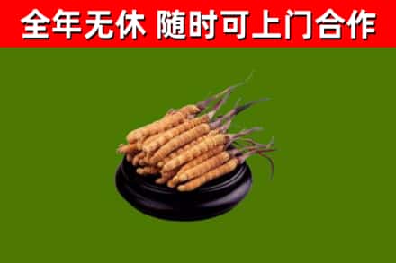 涞水烟酒回收冬虫夏草.jpg