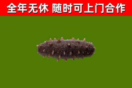涞水烟酒回收干海参.jpg